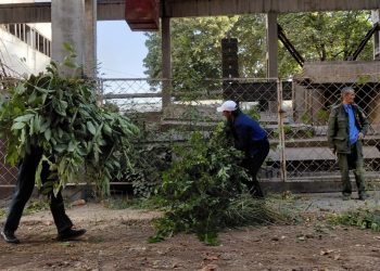 Шанбегии дастаҷамъона дар Хадамоти муҳоҷират