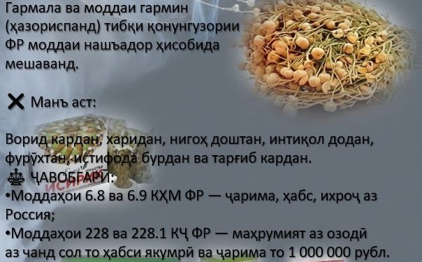 Ба таваҷҷуҳи шаҳрвандон мерасонем, ки истифодаи растании гармала (ҳазориспанд) дар Россия қатъиян манъ мебошад